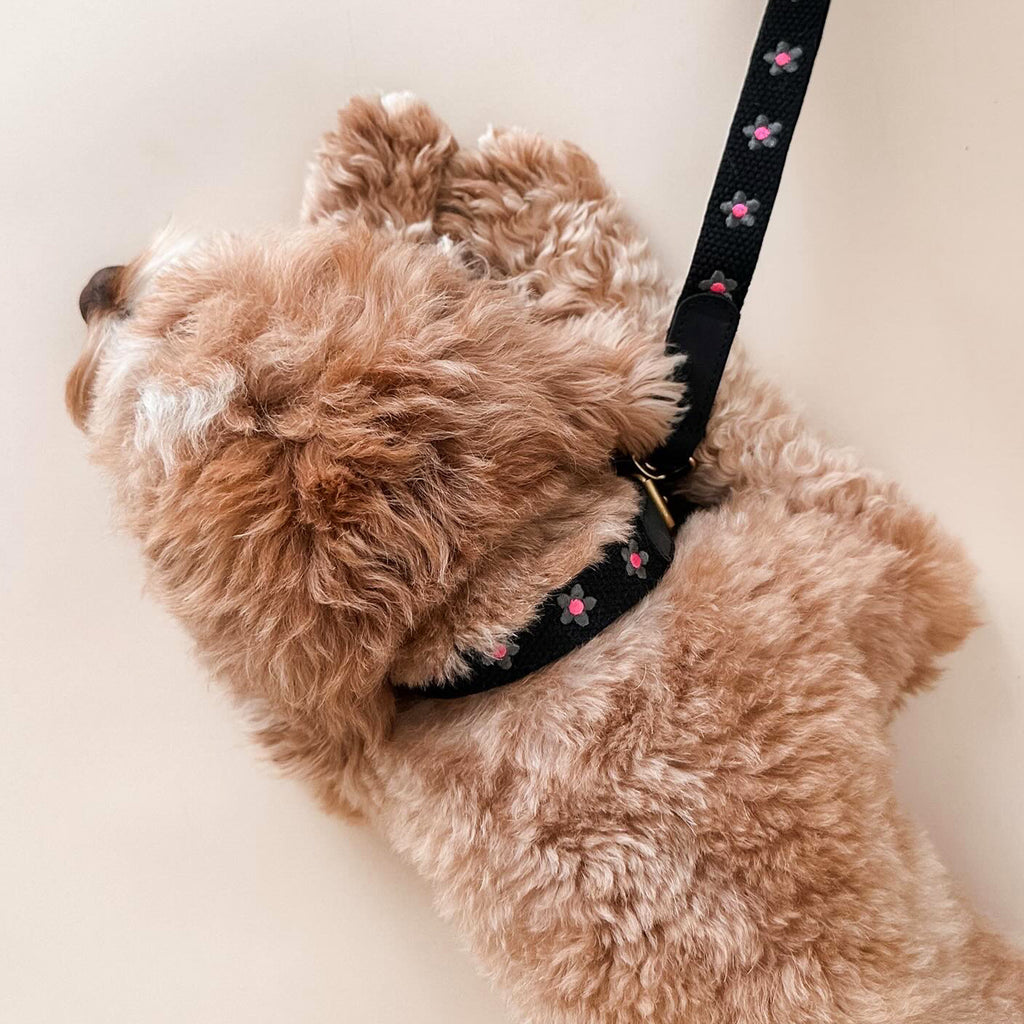 Daisy Collar and Leash - Black