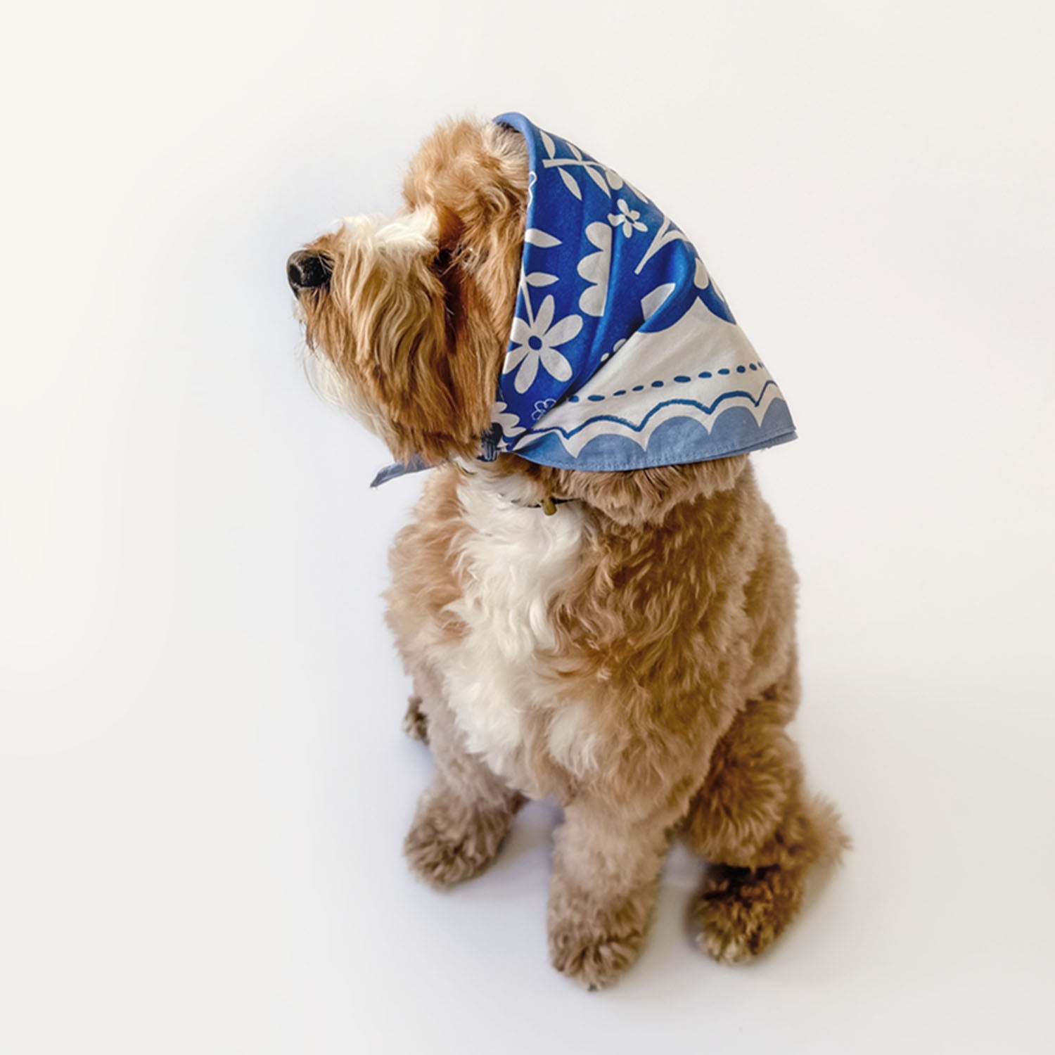 Matisse Bandana