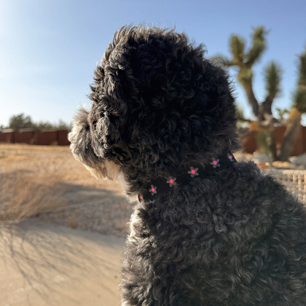 Daisy Collar and Leash - Black