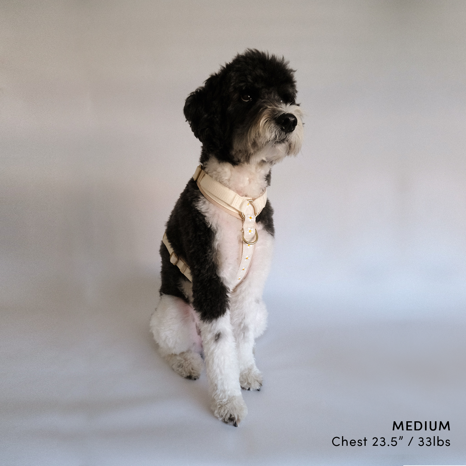 Daisy Harness and Leash