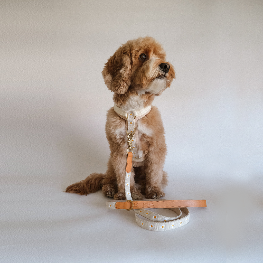 Daisy Harness and Leash