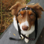 Daisy Collar and Leash - Black