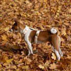 Daisy Dog Harness
