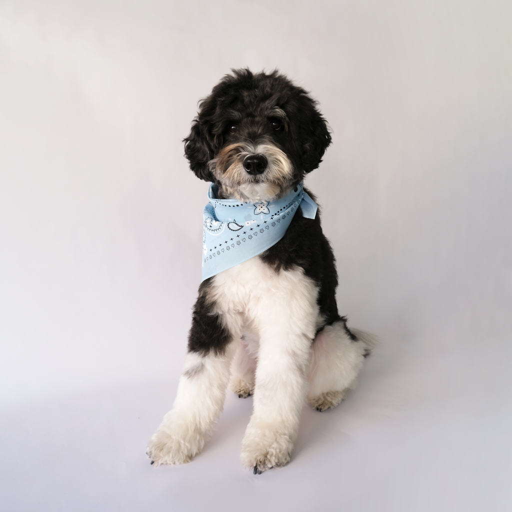 Bandana Bundle