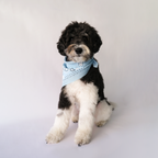 Bandana Bundle