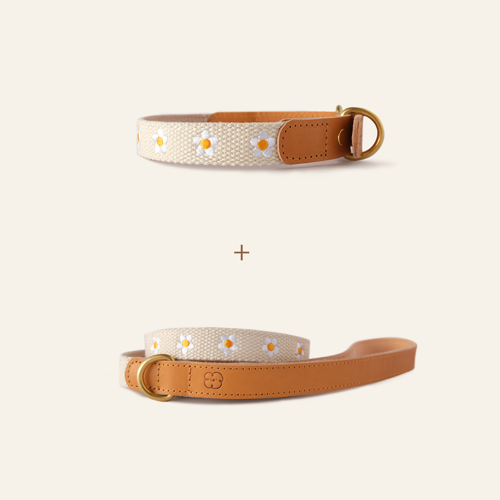 Daisy Collar and Leash - Beige