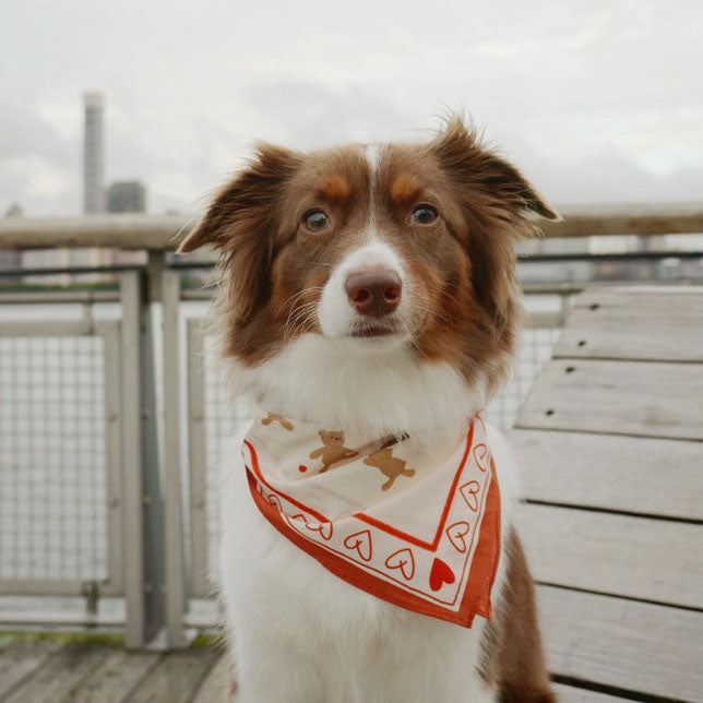 Teddy Bear Bandana