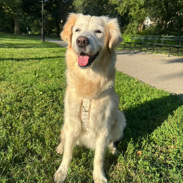 Daisy Harness and Leash