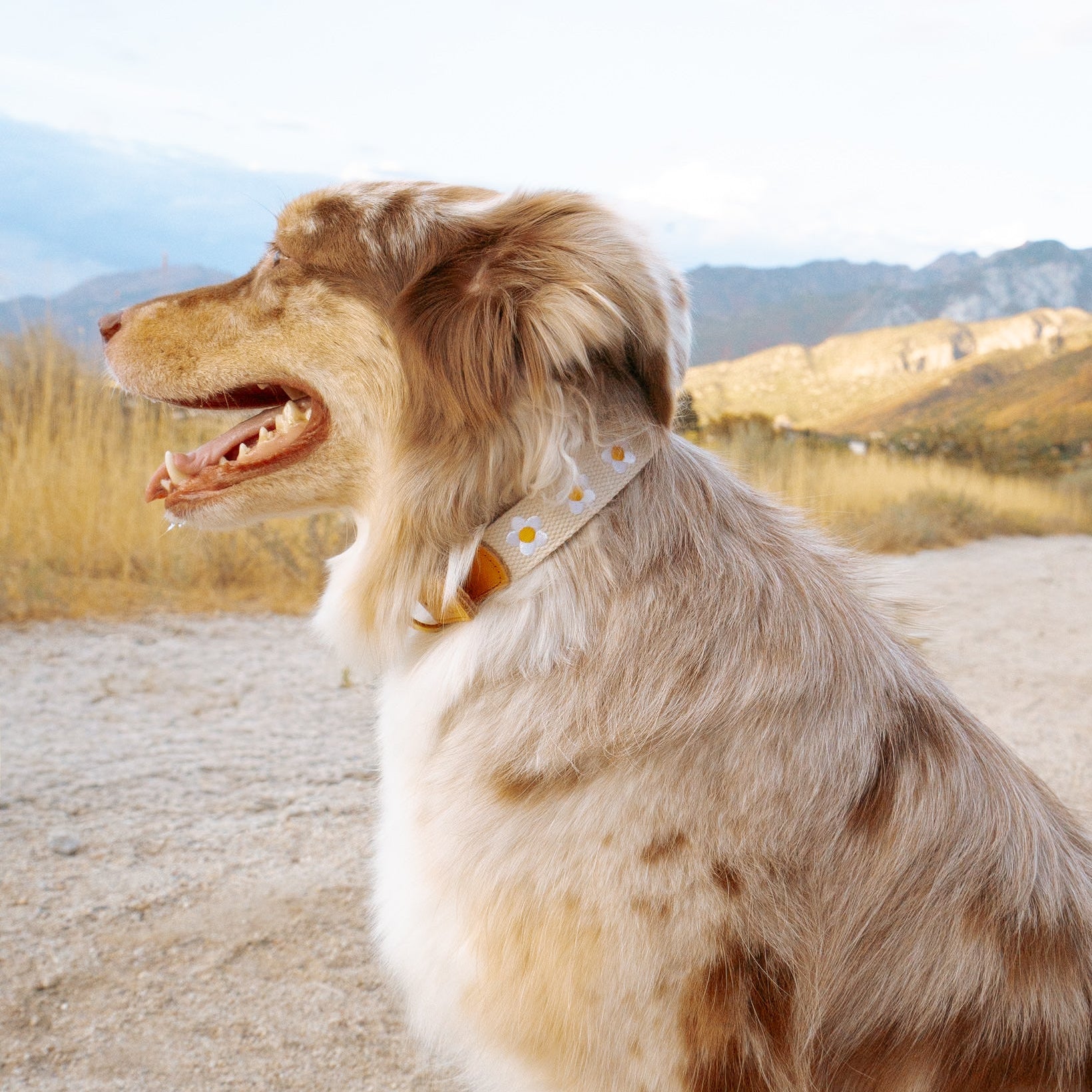 Daisy Dog Collar - Beige