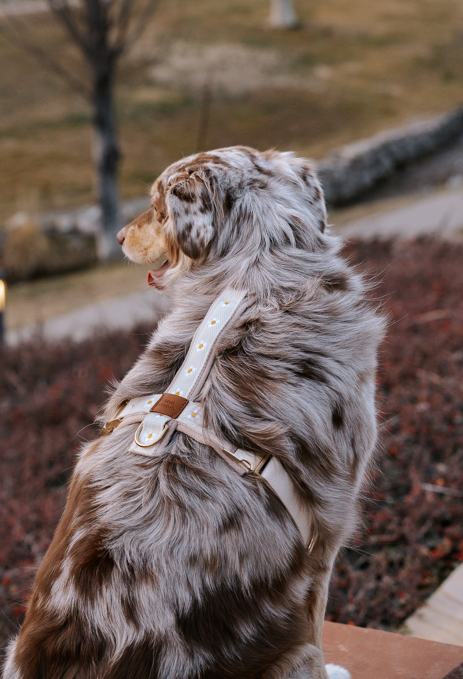 Daisy Dog Harness