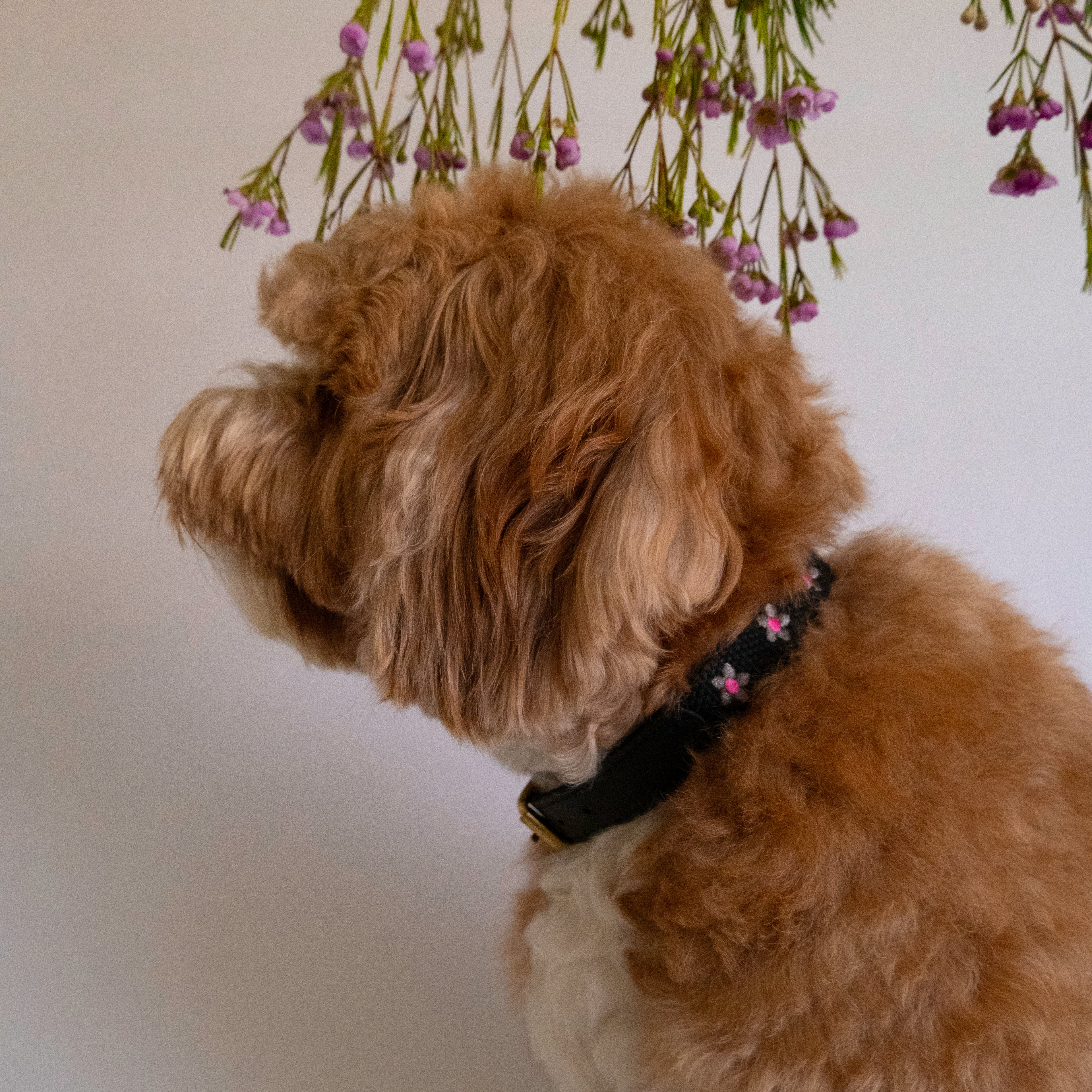 Daisy Dog Collar - Black