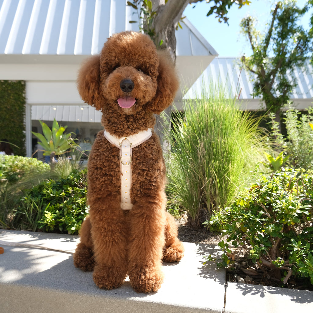 Daisy Dog Harness