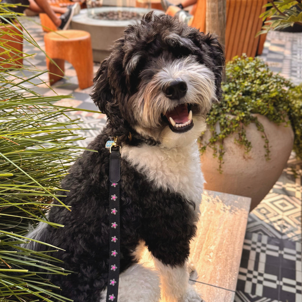 Daisy Collar and Leash - Black