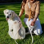 Daisy Harness & Hands-Free Leash