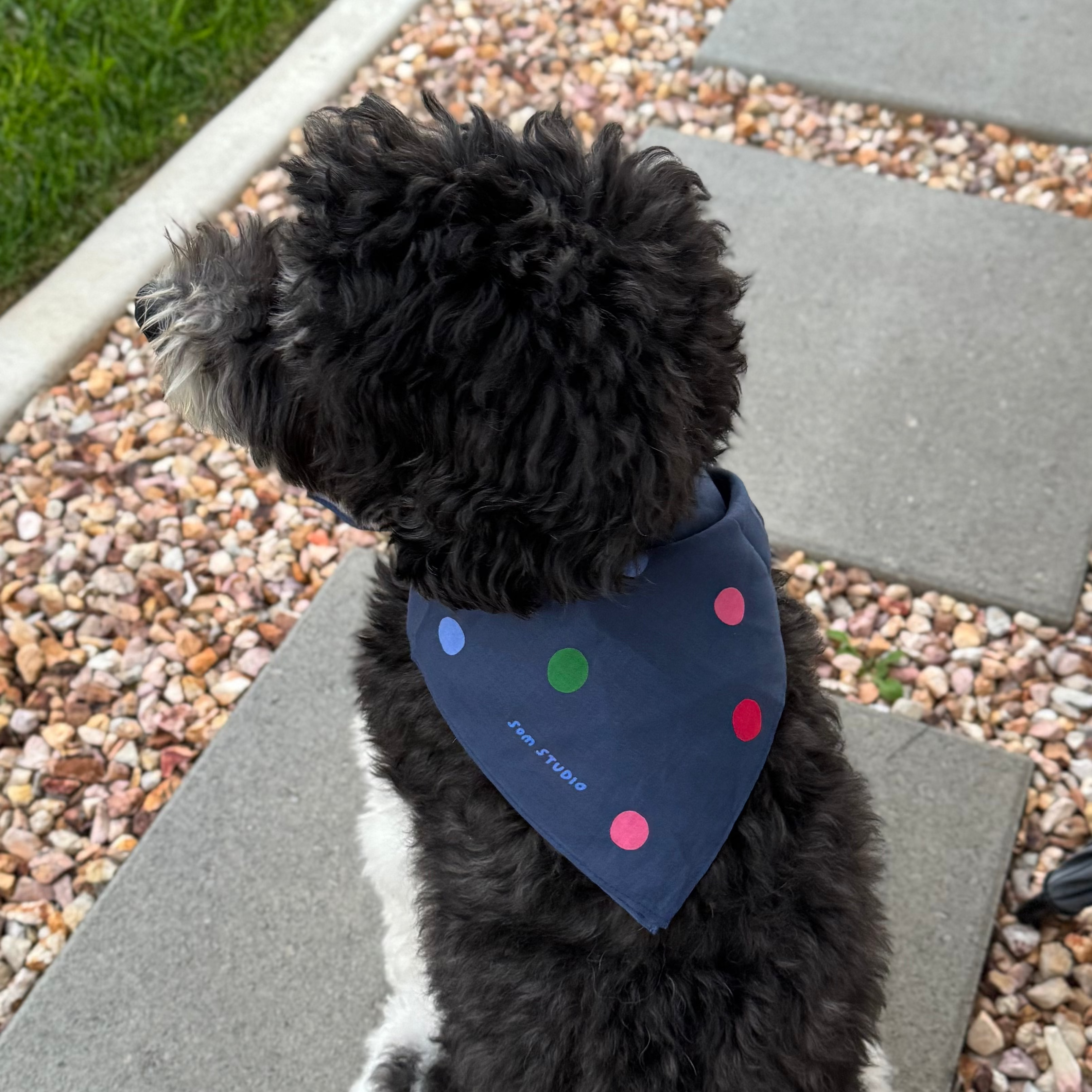 Polka Dot Bandana