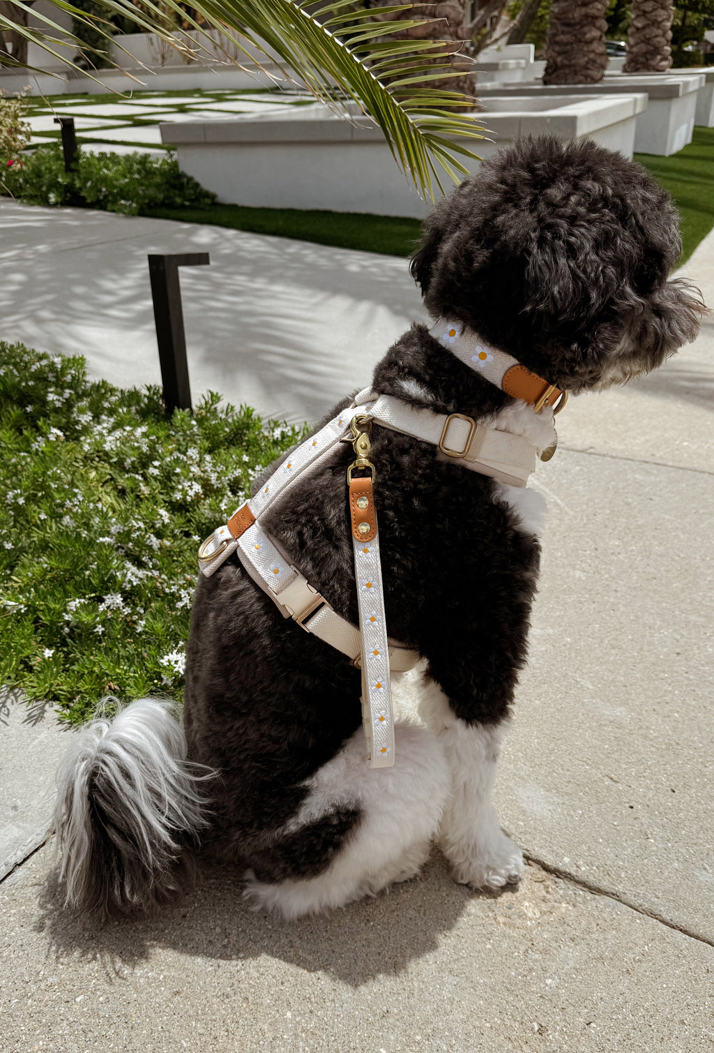 Daisy Dog Harness