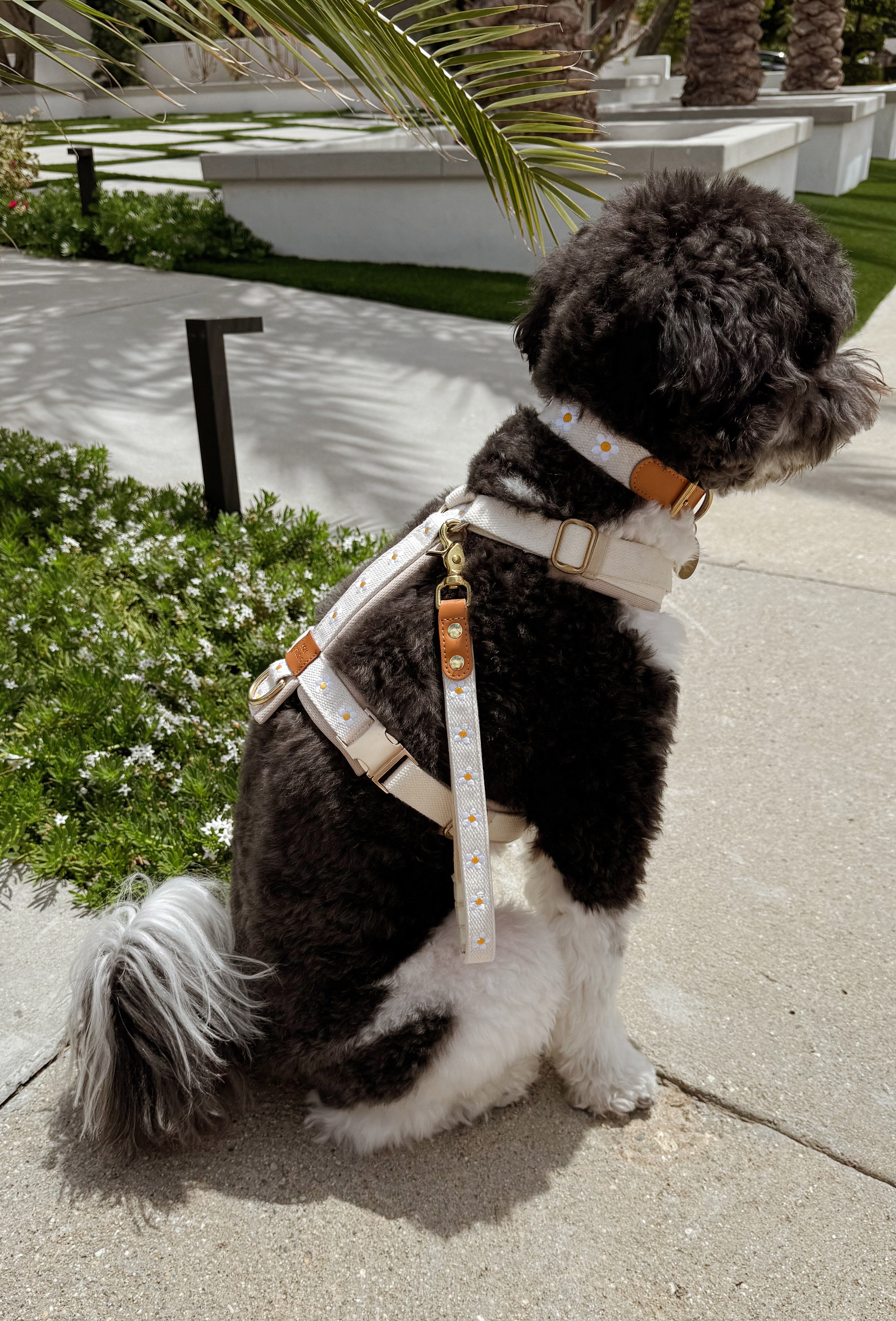 Daisy Dog Harness