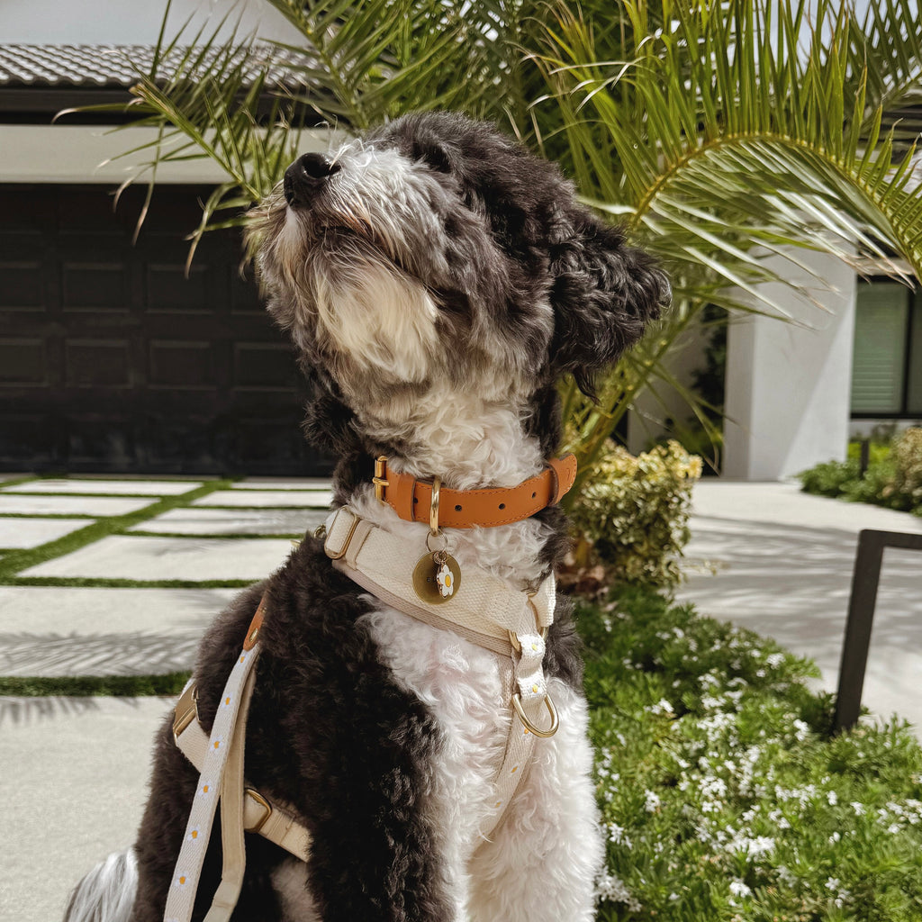 Daisy Collar & Leash - Beige