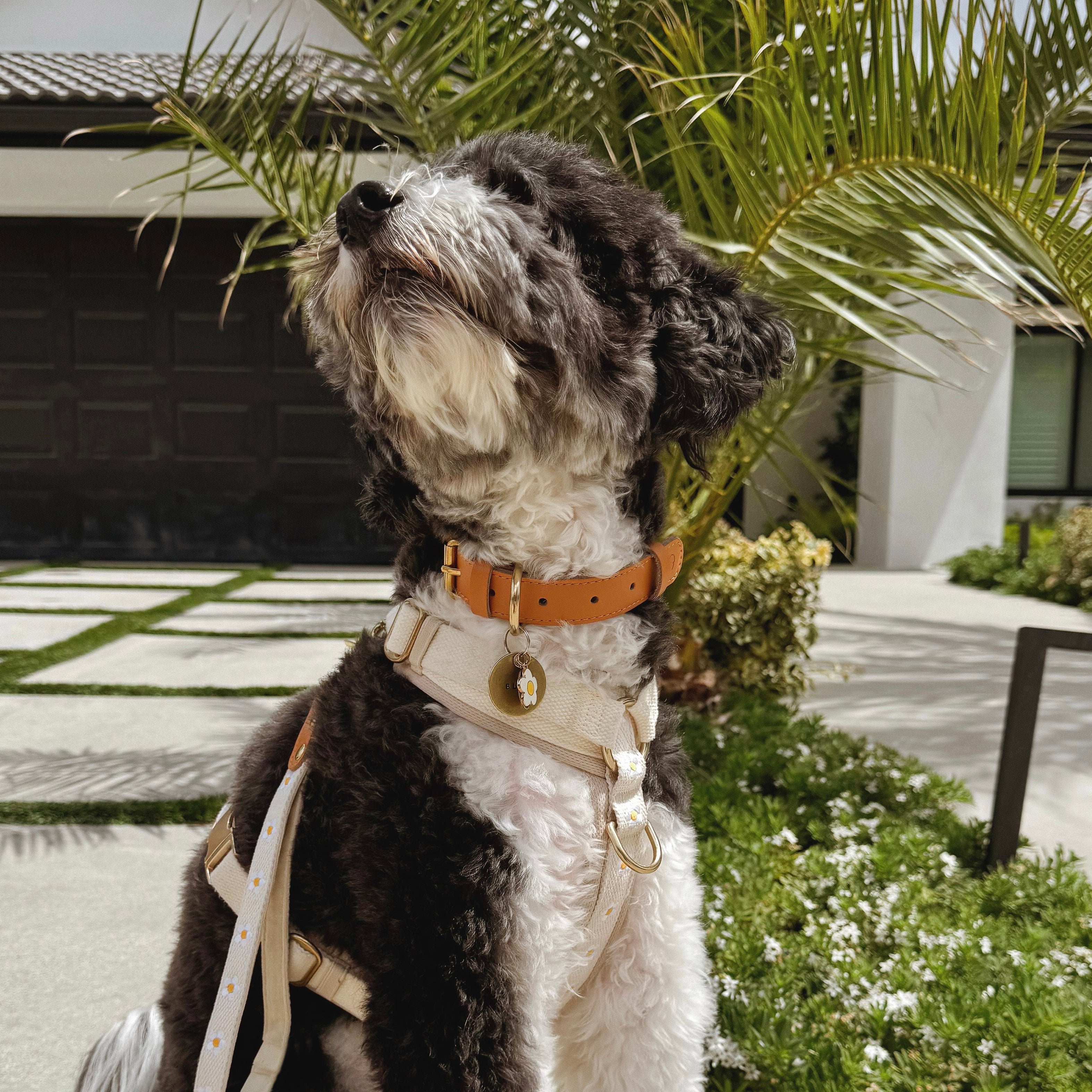 Daisy Collar & Leash - Beige