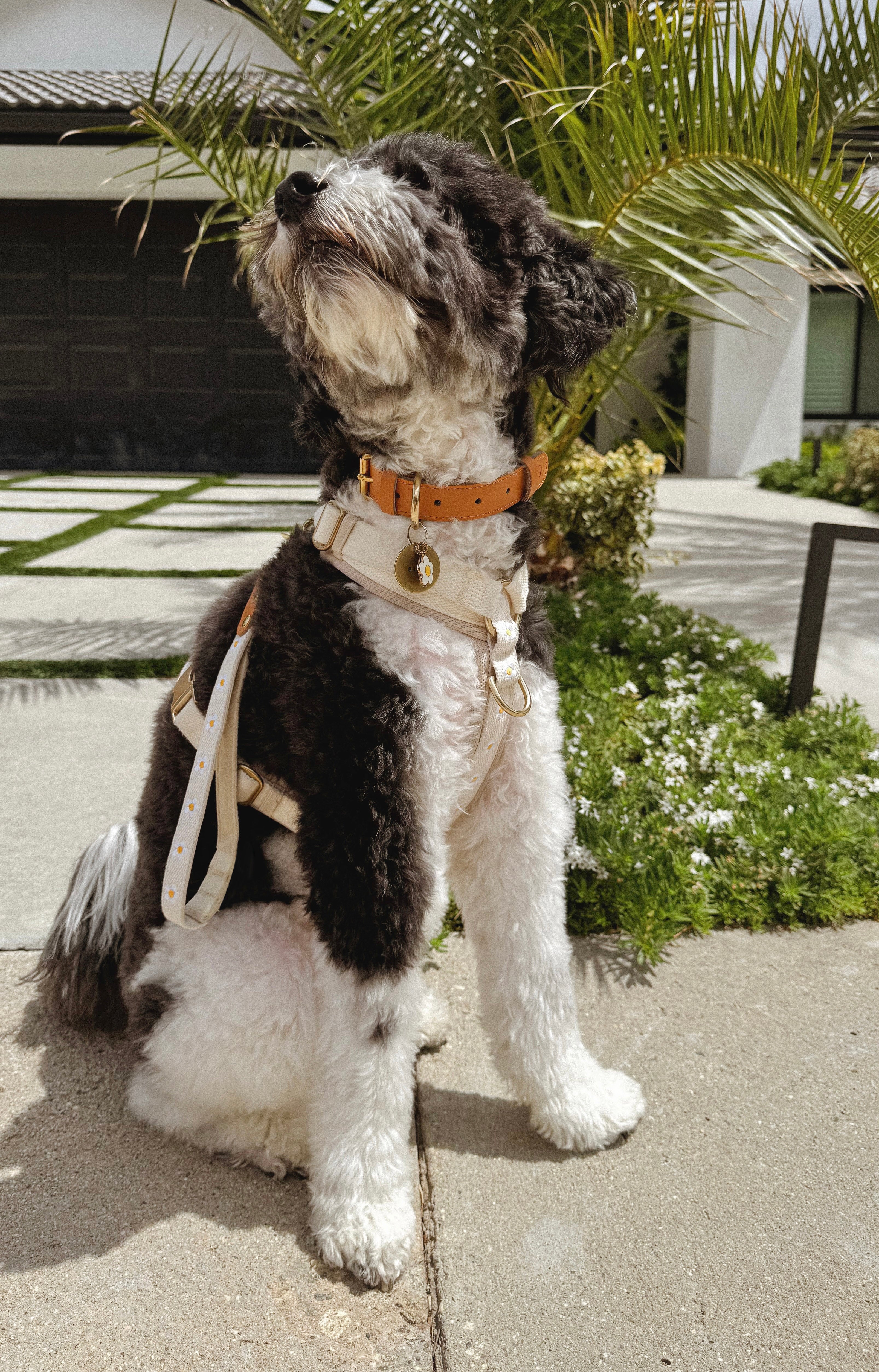 Daisy Dog Collar - Beige