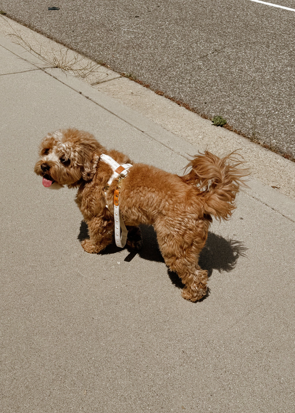 Daisy Dog Traffic Handle