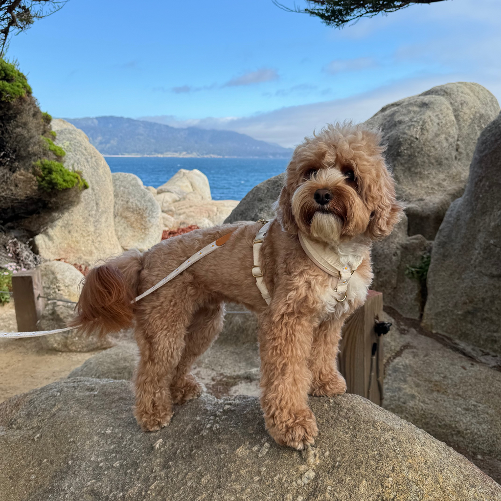 Daisy Dog Harness