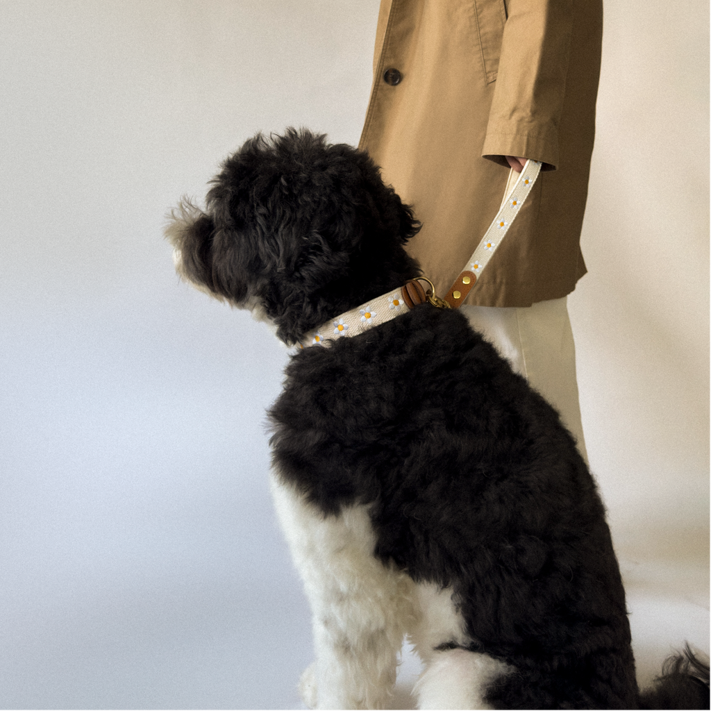 Daisy Dog Traffic Handle