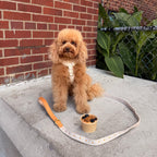 Daisy Dog Leash (Sample Sale)