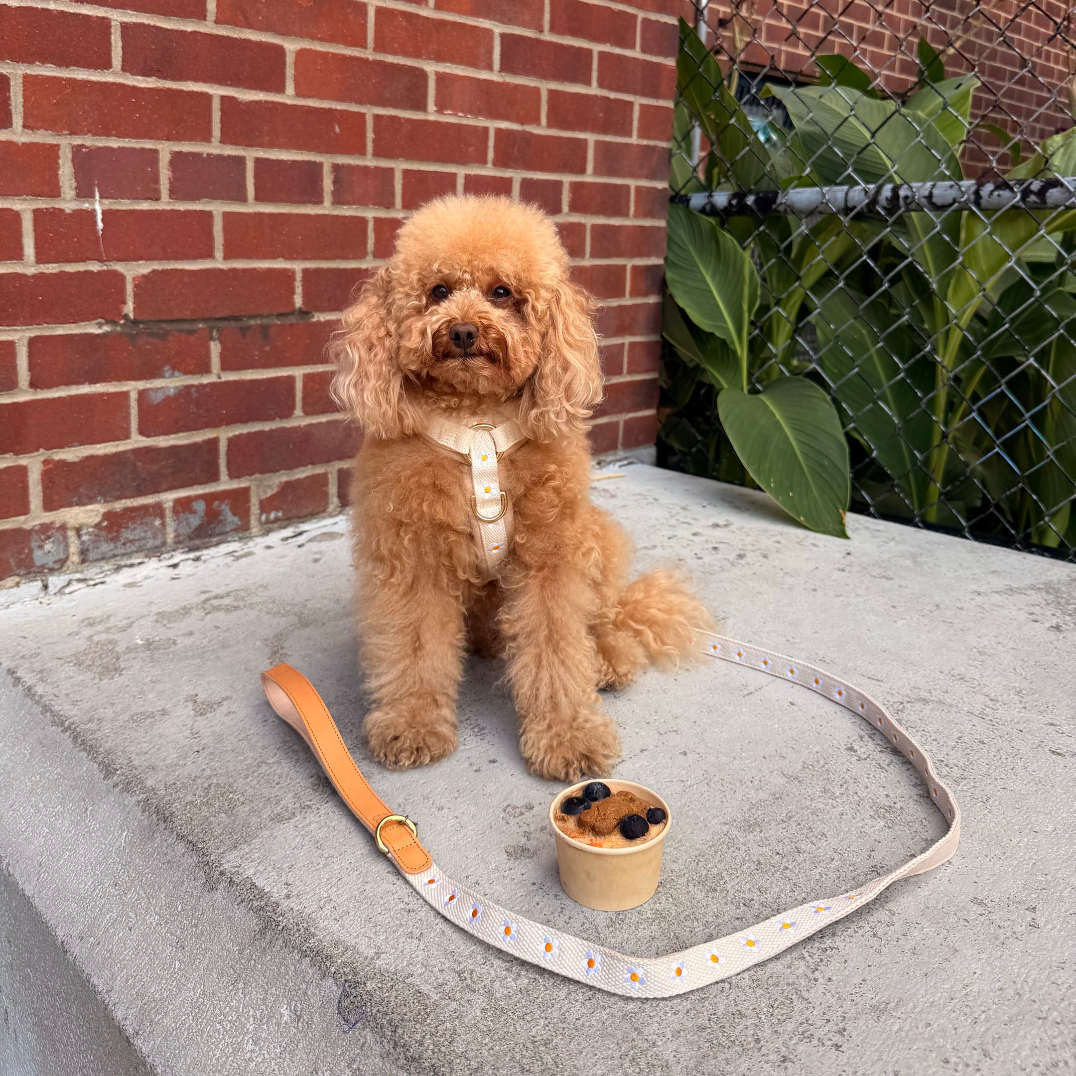 Daisy Dog Leash - Beige