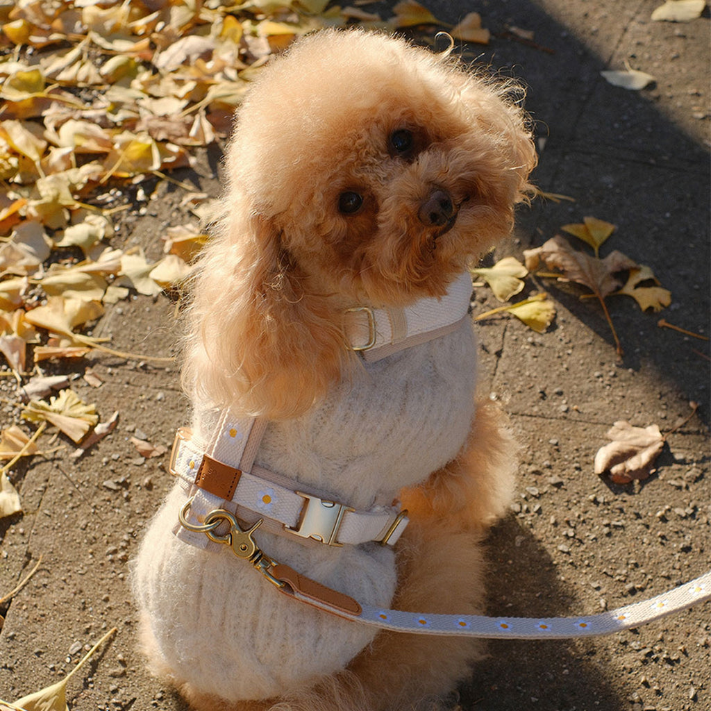 Daisy Harness and Leash
