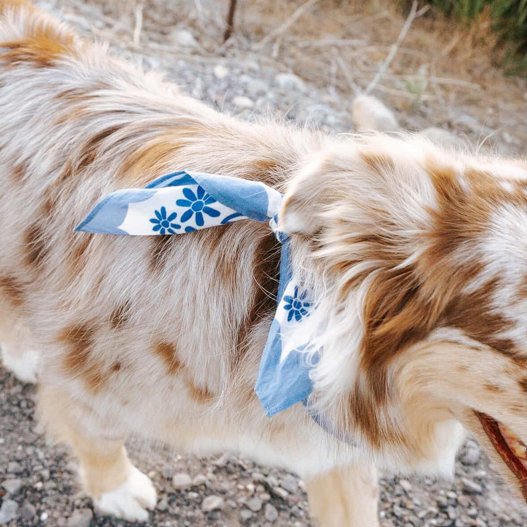 Matisse Bandana