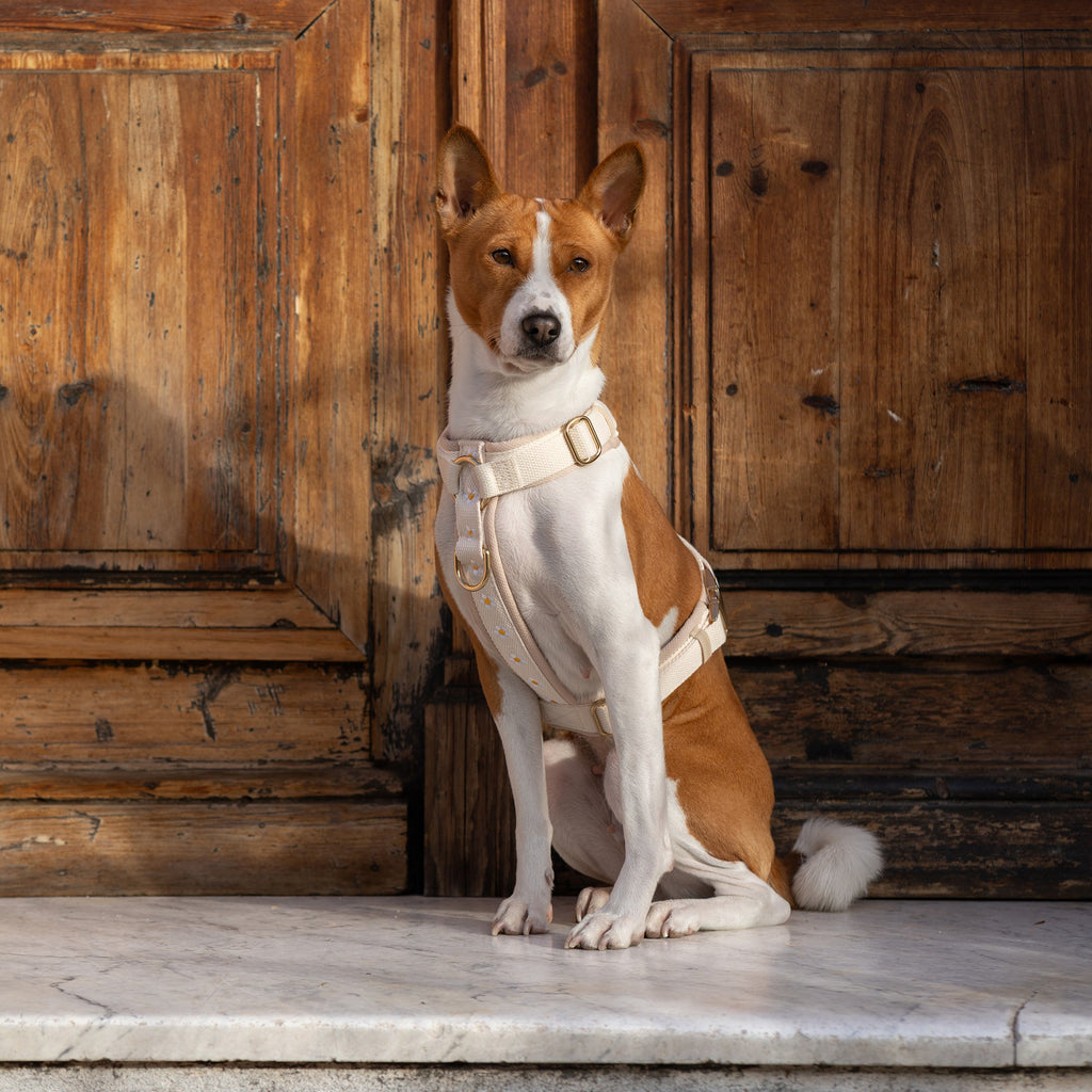 Daisy Harness & Leash & Hands-Free Leash Adapter