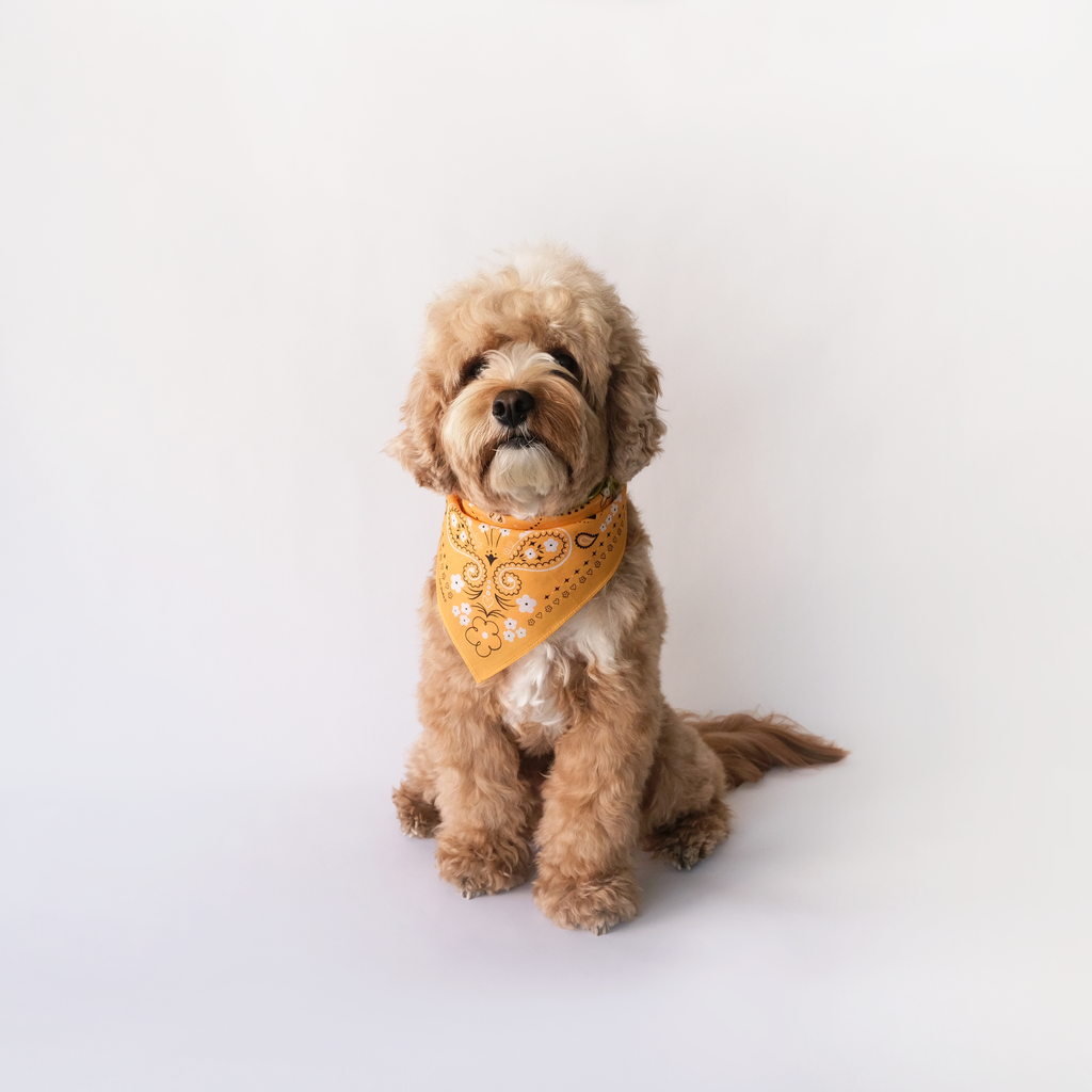 Paisley Bandana - Multi Color