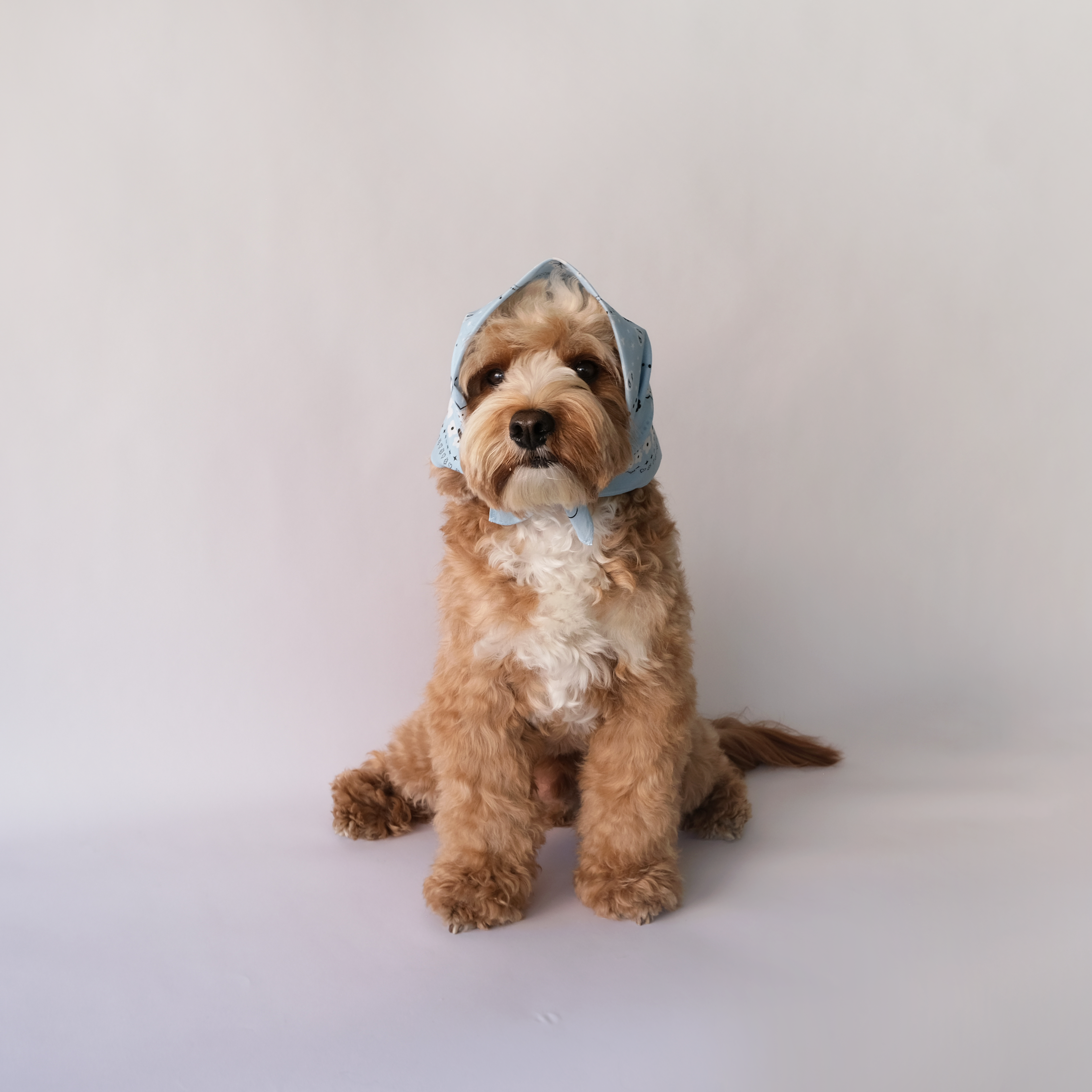 Paisley Bandana - Blue