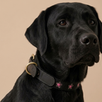 Daisy Collar and Leash - Black