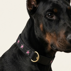 Daisy Collar and Leash - Black
