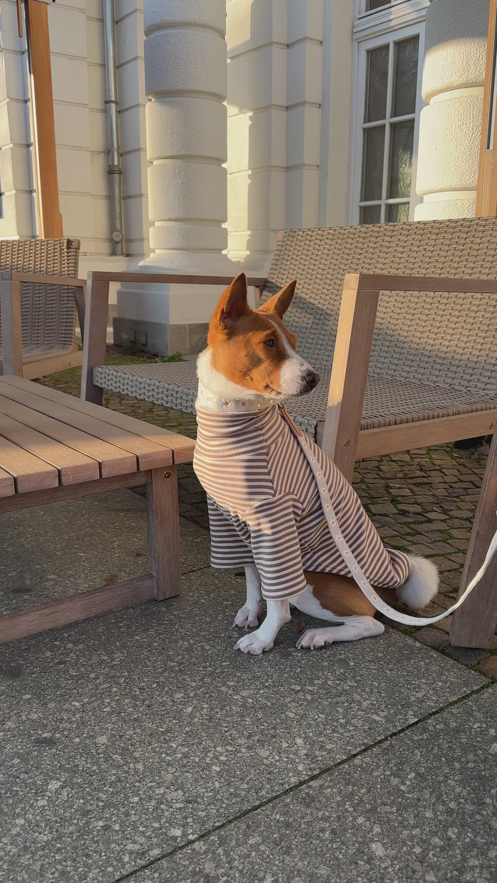Daisy Collar and Leash - Beige