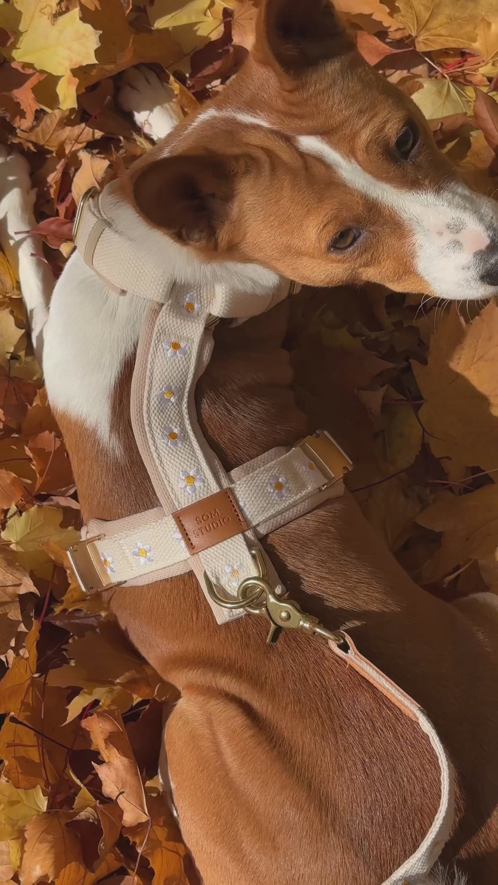 Daisy Dog Harness