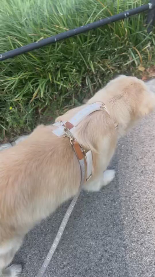 Daisy Harness and Leash