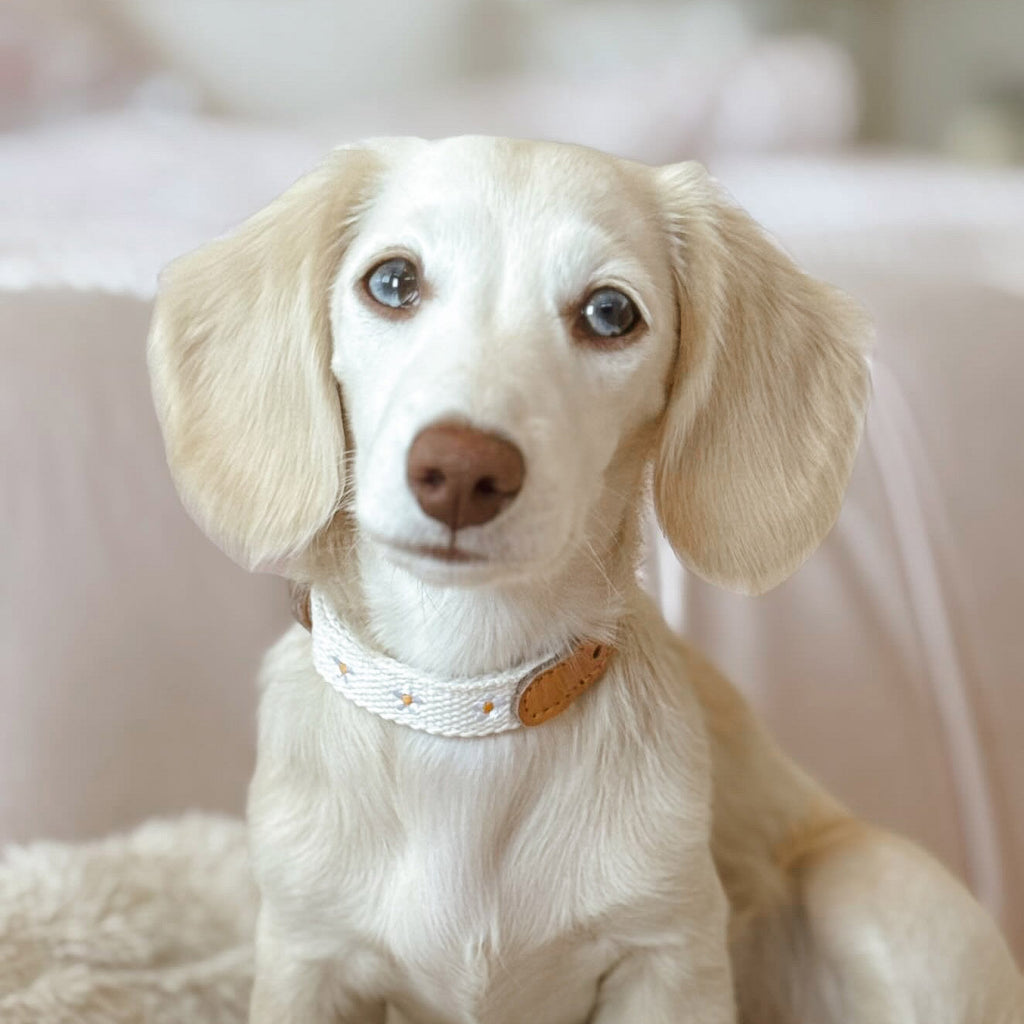 Daisy Dog Collar - Beige