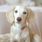 Daisy Dog Collar - Beige