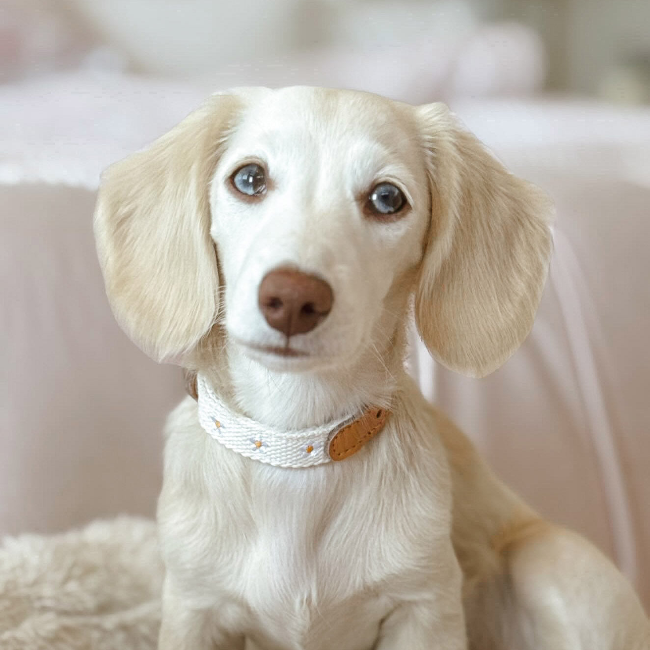 Daisy Dog Collar - Beige